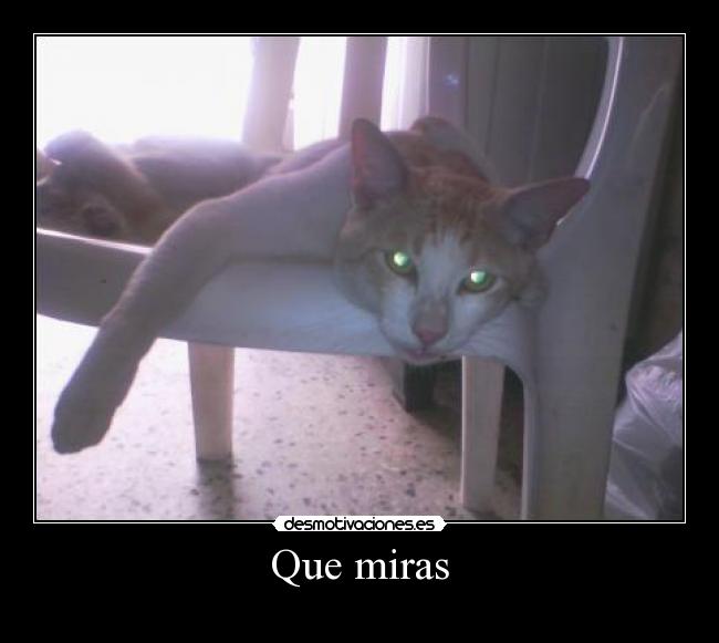Que miras -