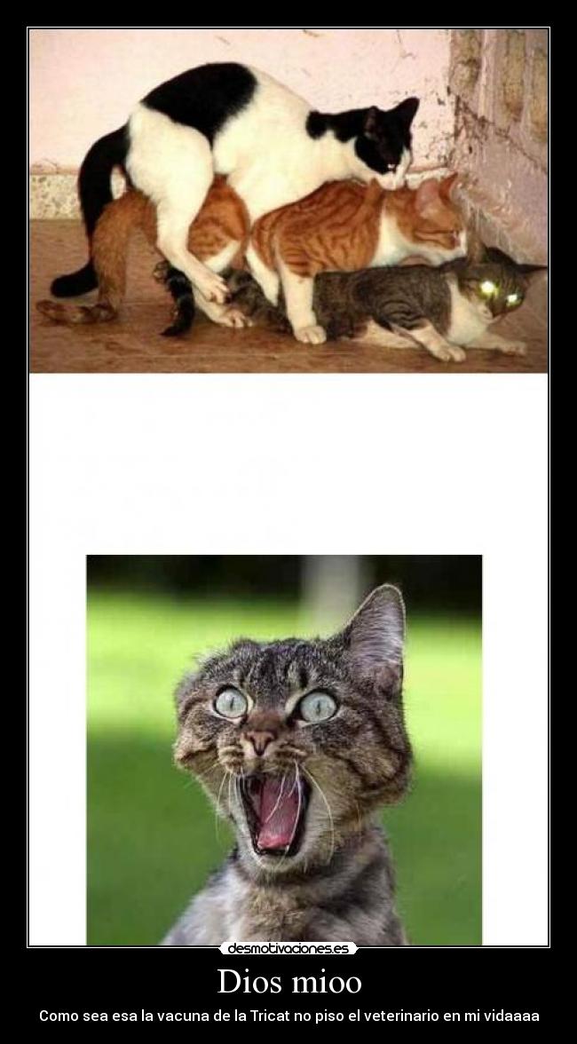 Dios mioo - Como sea esa la vacuna de la Tricat no piso el veterinario en mi vidaaaa