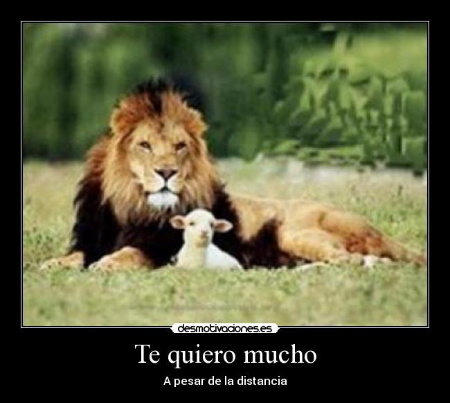 Te quiero mucho - 