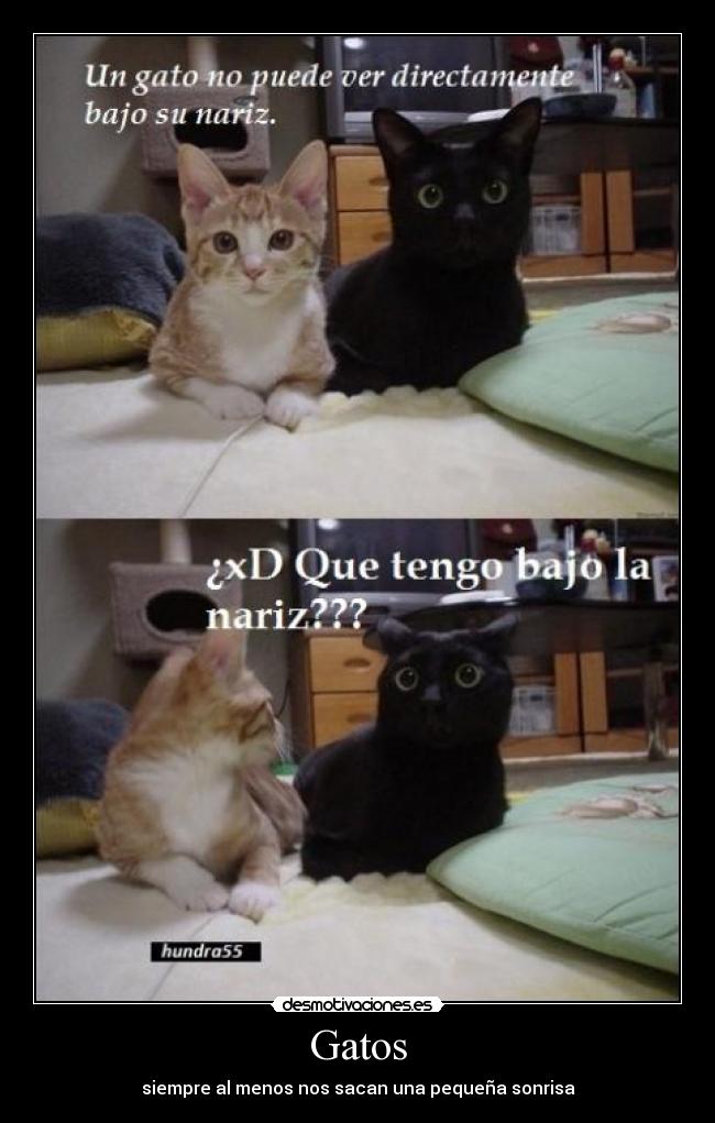 Gatos - siempre al menos nos sacan una pequeña sonrisa