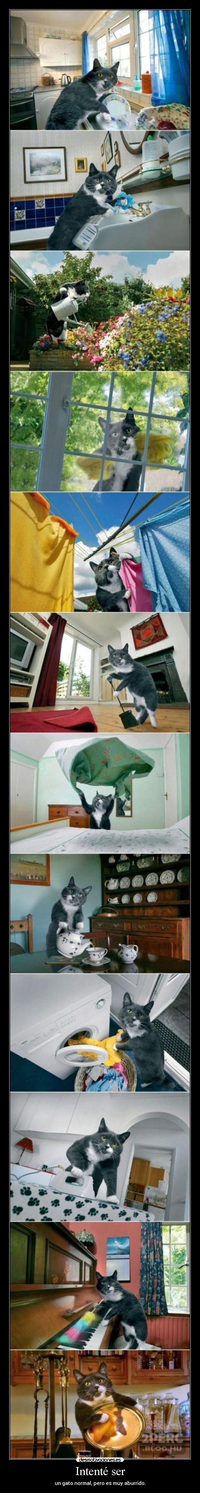 Intenté ser - un gato normal, pero es muy aburrido.