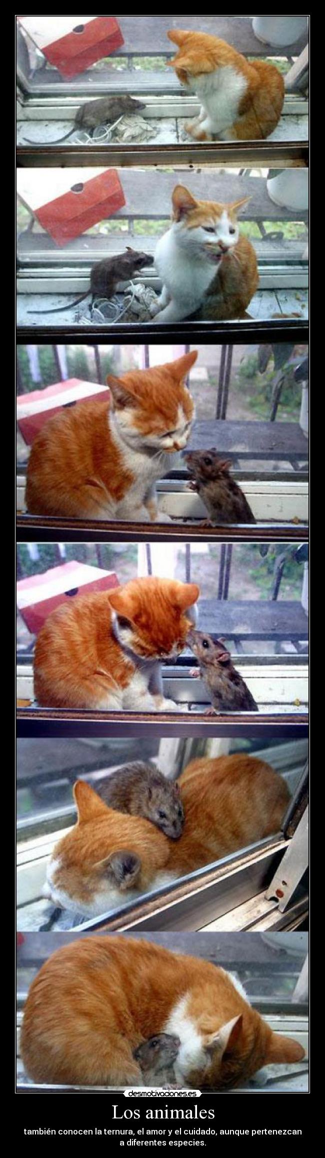 Los animales - también conocen la ternura, el amor y el cuidado, aunque pertenezcan
a diferentes especies.