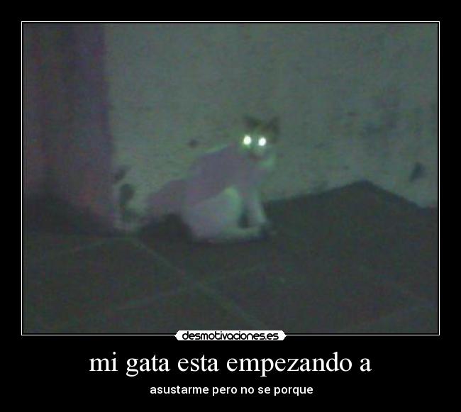 mi gata esta empezando a - asustarme pero no se porque