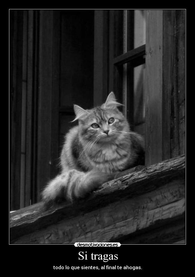 Si tragas - 