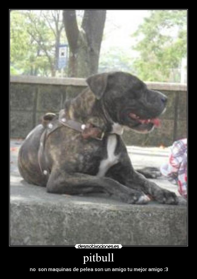 pitbull - no son maquinas de pelea son un amigo tu mejor amigo :3