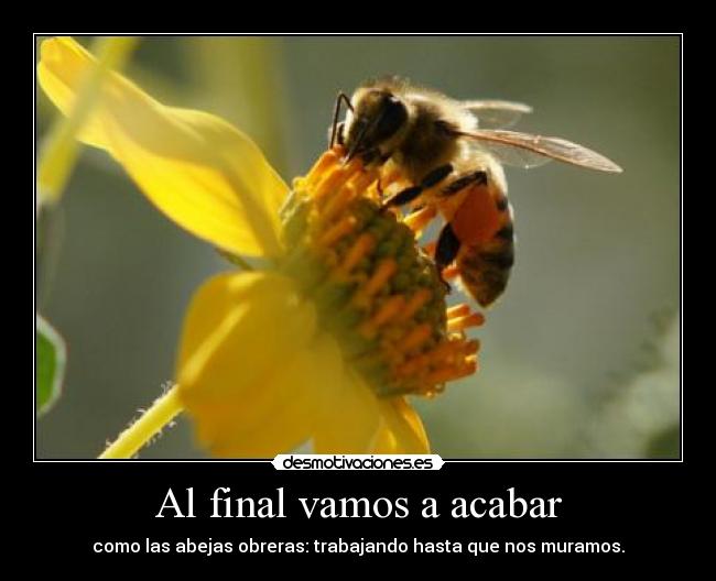 Al final vamos a acabar - 