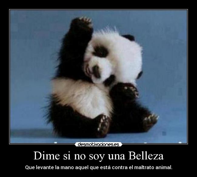 Dime si no soy una Belleza - 