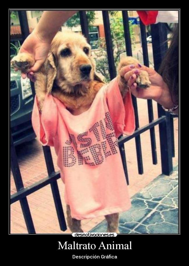 Maltrato Animal - 