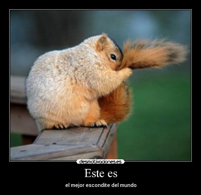 Este es - el mejor escondite del mundo