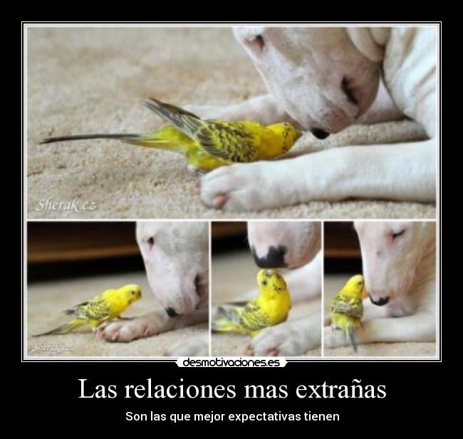 Las relaciones mas extrañas - Son las que mejor expectativas tienen