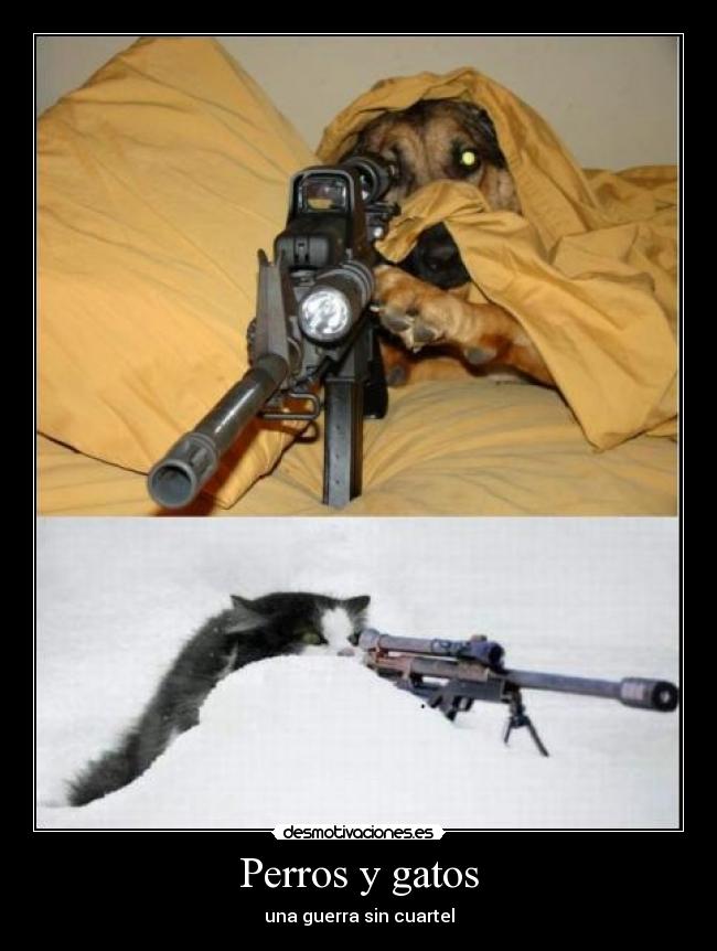 Perros y gatos - una guerra sin cuartel