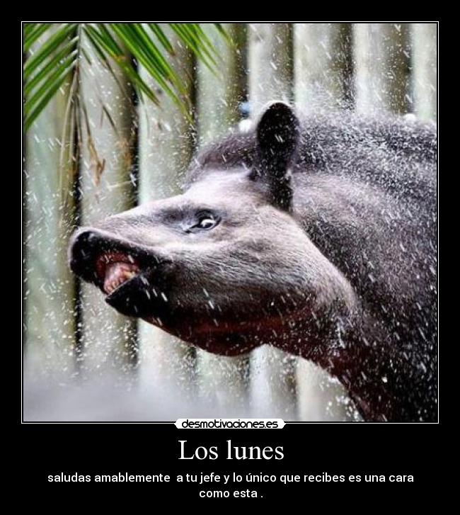 Los lunes - saludas amablemente a tu jefe y lo único que recibes es una cara como esta .