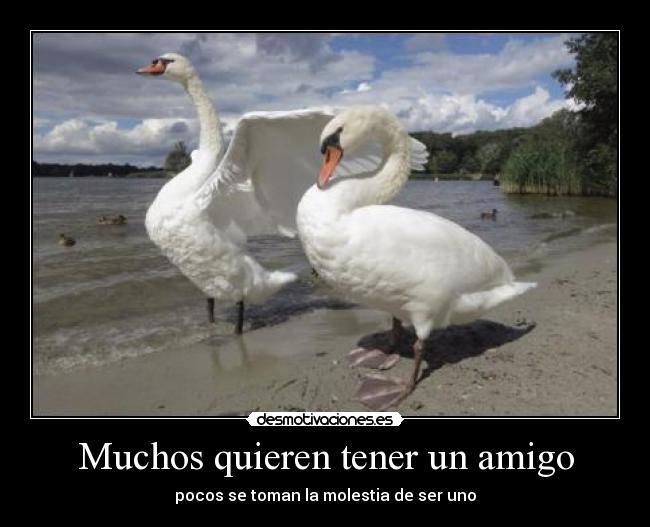 Muchos quieren tener un amigo - 