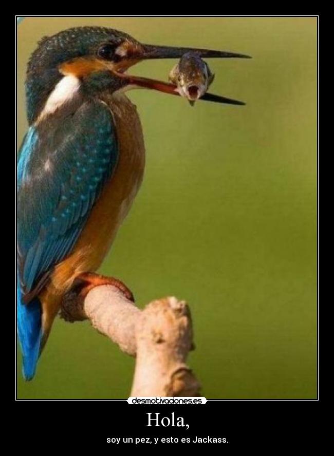 Hola, - soy un pez, y esto es Jackass.