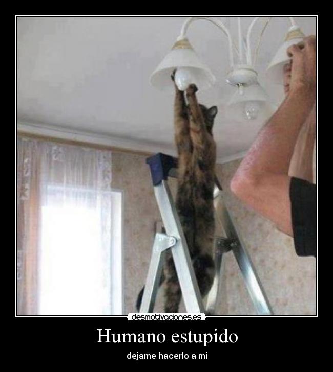 Humano estupido - dejame hacerlo a mi