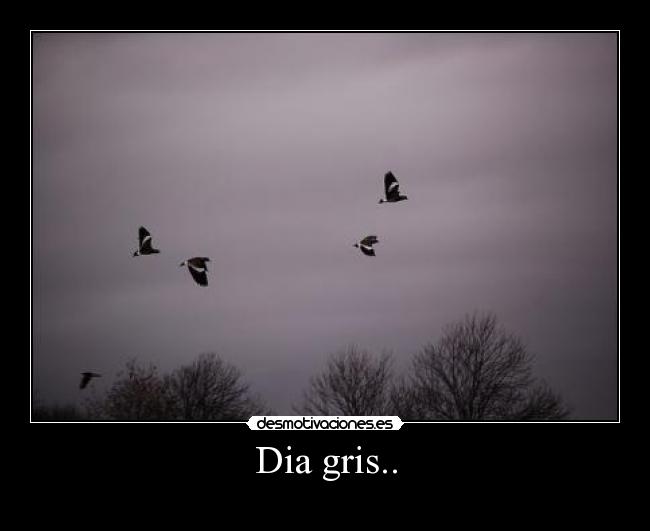 Dia gris.. - 