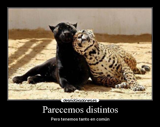 Parecemos distintos - 