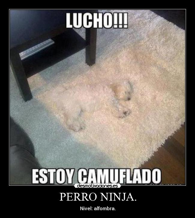 PERRO NINJA. - 