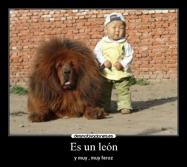 Es un león - y muy , muy feroz