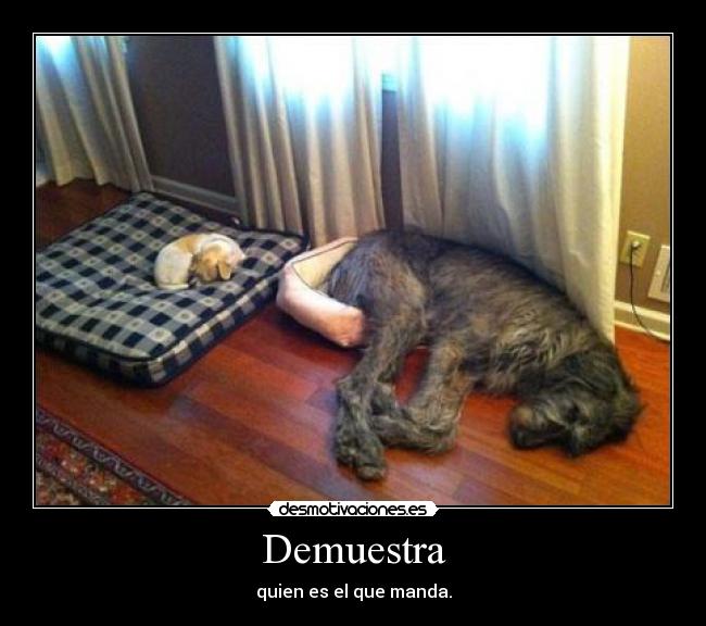 Demuestra - quien es el que manda.
