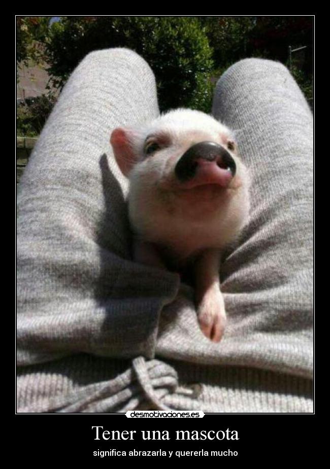Tener una mascota -