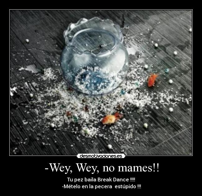 -Wey, Wey, no mames!! - 