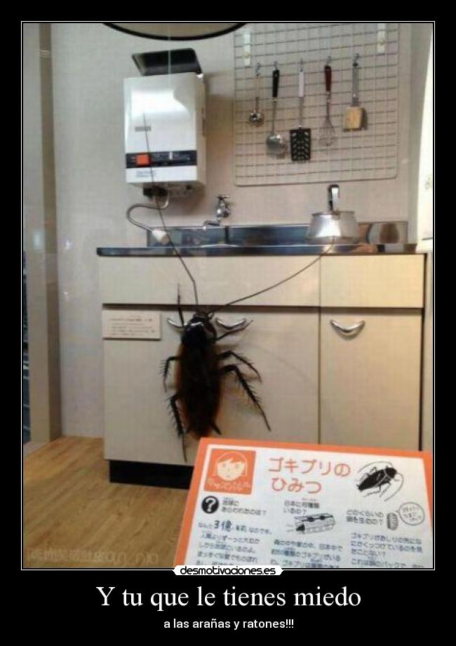 Y tu que le tienes miedo - a las arañas y ratones!!!