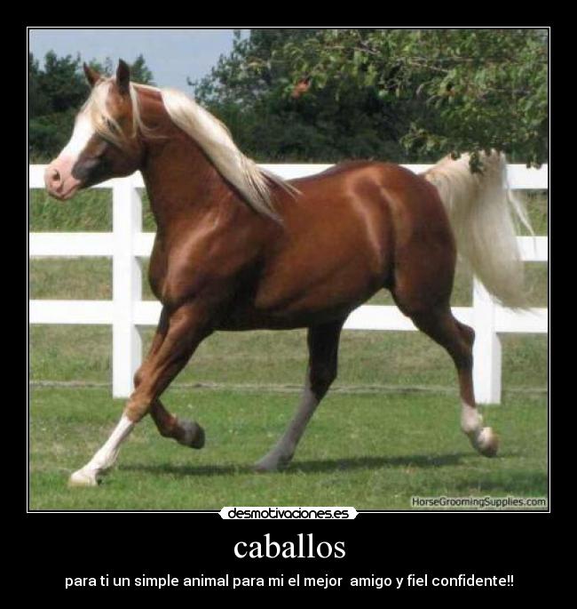 caballos -