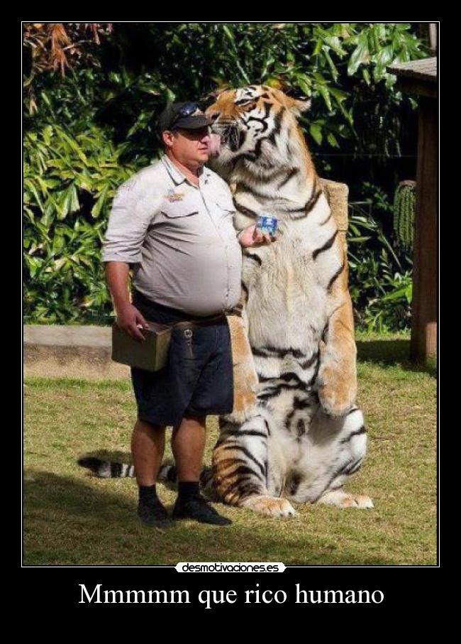 carteles que rico humano tigre desmotivaciones