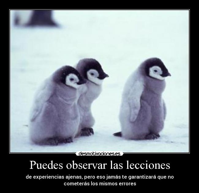 carteles pinguino desmotivaciones