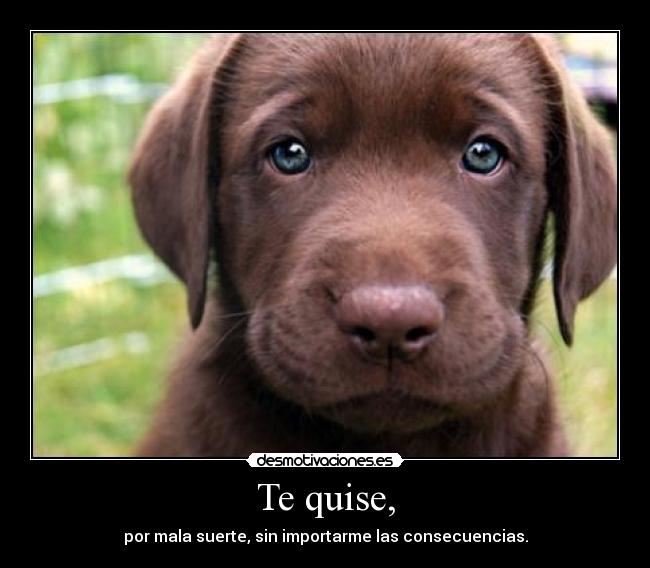 Te quise, - por mala suerte, sin importarme las consecuencias.