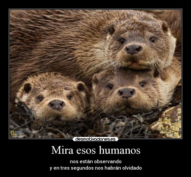 Mira esos humanos - nos están observando
y en tres segundos nos habrán olvidado
