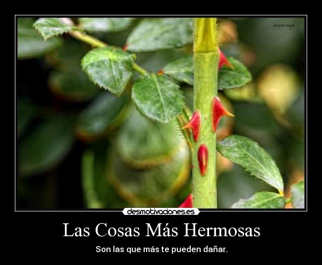 Las Cosas Más Hermosas - Son las que más te pueden dañar.