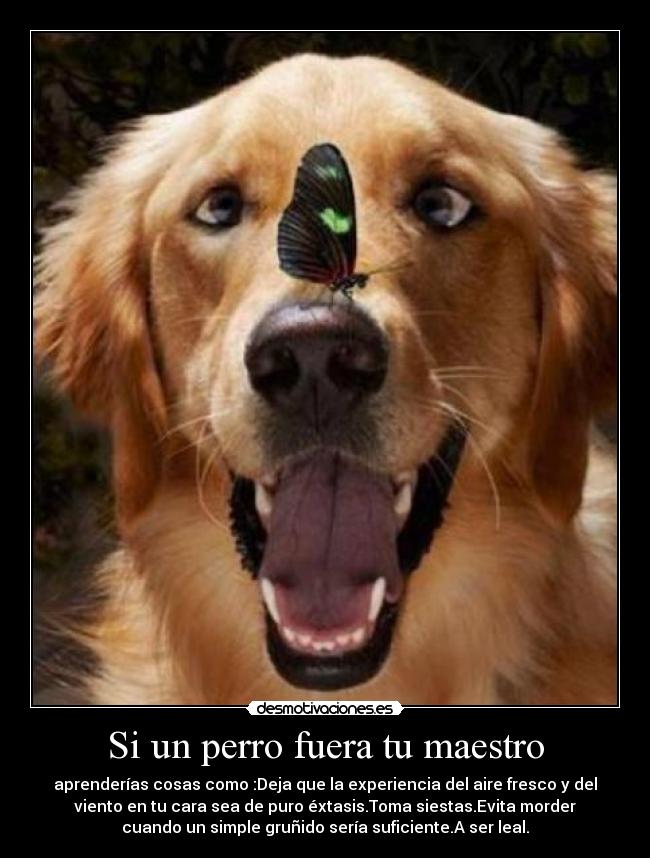 carteles perro fuera maestro clantriton karaoke parte desmotivaciones