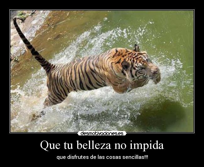 carteles tigre rio vida desmotivaciones
