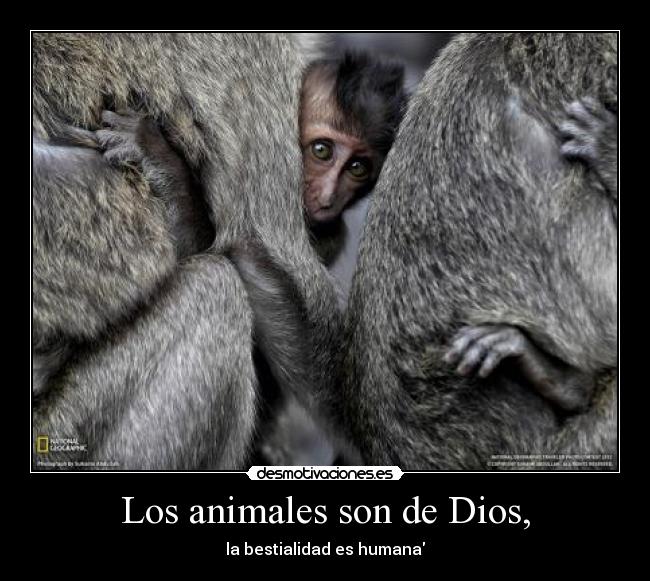 Los animales son de Dios, -