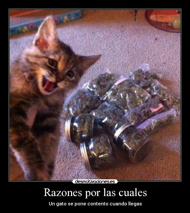 Razones por las cuales - Un gato se pone contento cuando llegas