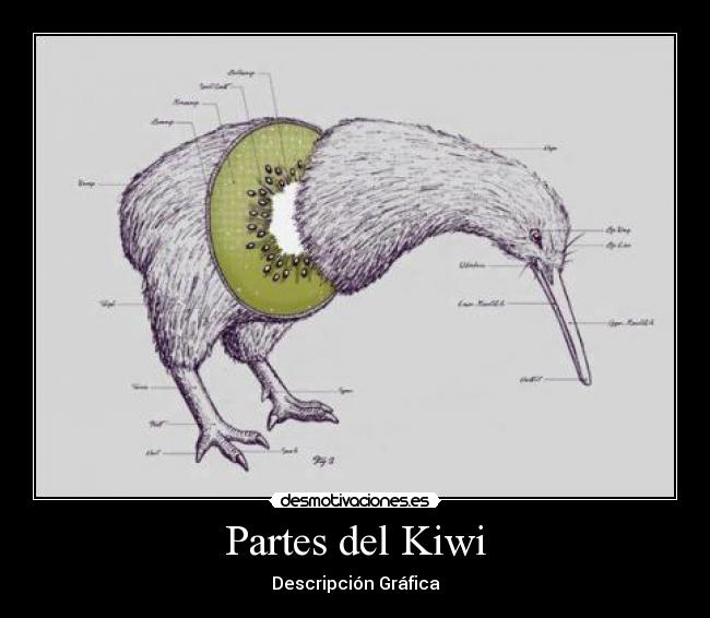 carteles kiwi anatomia desmotivaciones