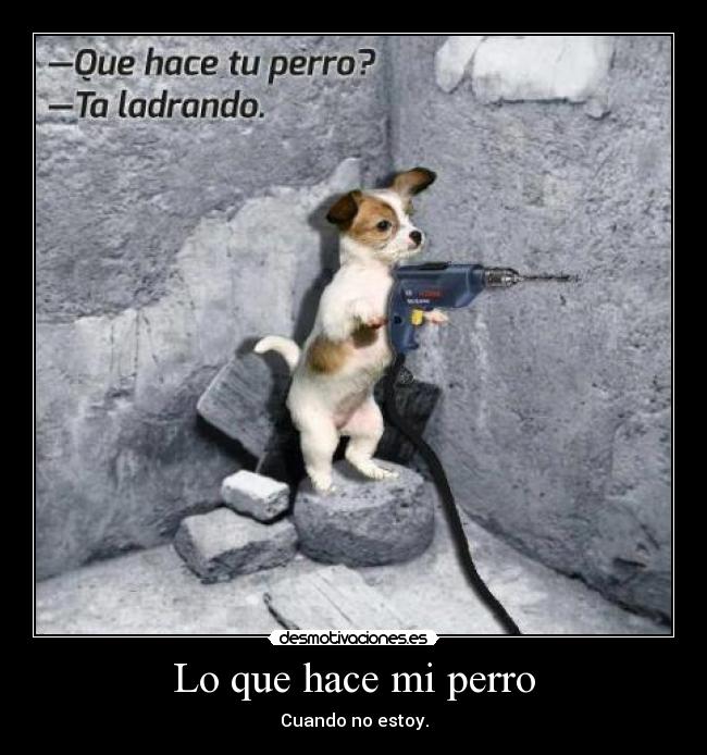 Lo que hace mi perro -