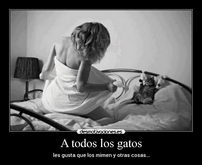 A todos los gatos - les gusta que los mimen y otras cosas...