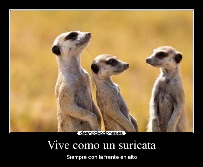 Vive como un suricata -
