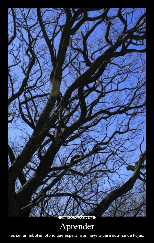 Aprender - es ser un árbol en otoño que espera la primavera para nutrirse de hojas.