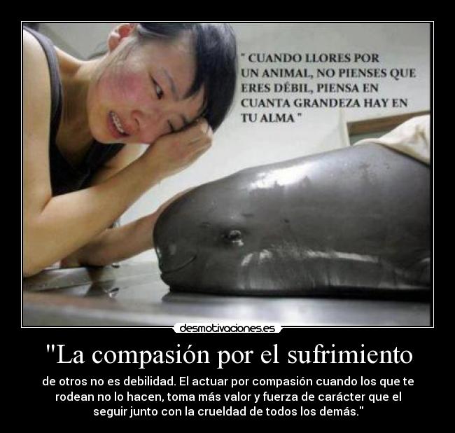 La compasión por el sufrimiento - de otros no es debilidad. El actuar por compasión cuando los que te
rodean no lo hacen, toma más valor y fuerza de carácter que el
seguir junto con la crueldad de todos los demás.