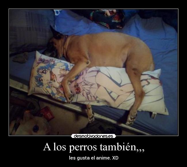 A los perros también,,, - les gusta el anime. XD