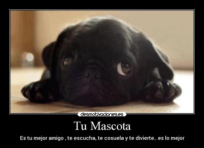 carteles mascota desmotivaciones