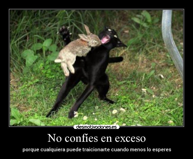 carteles conejito asesino confies exceso porque cualquiera puede traicionarte jovenfilosofo desmotivaciones