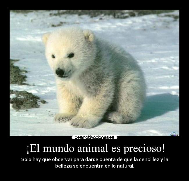¡El mundo animal es precioso! - Sólo hay que observar para darse cuenta de que la sencillez y la
belleza se encuentra en lo natural.
♥
