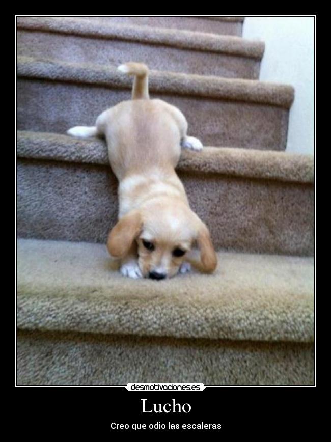 Lucho - Creo que odio las escaleras