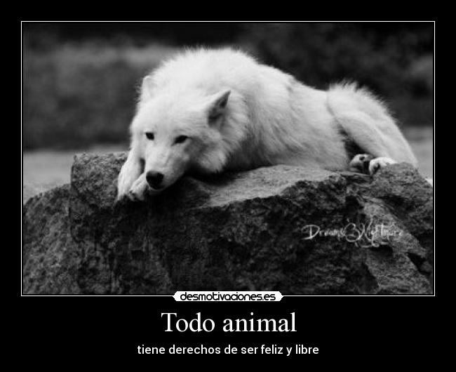 Todo animal - tiene derechos de ser feliz y libre