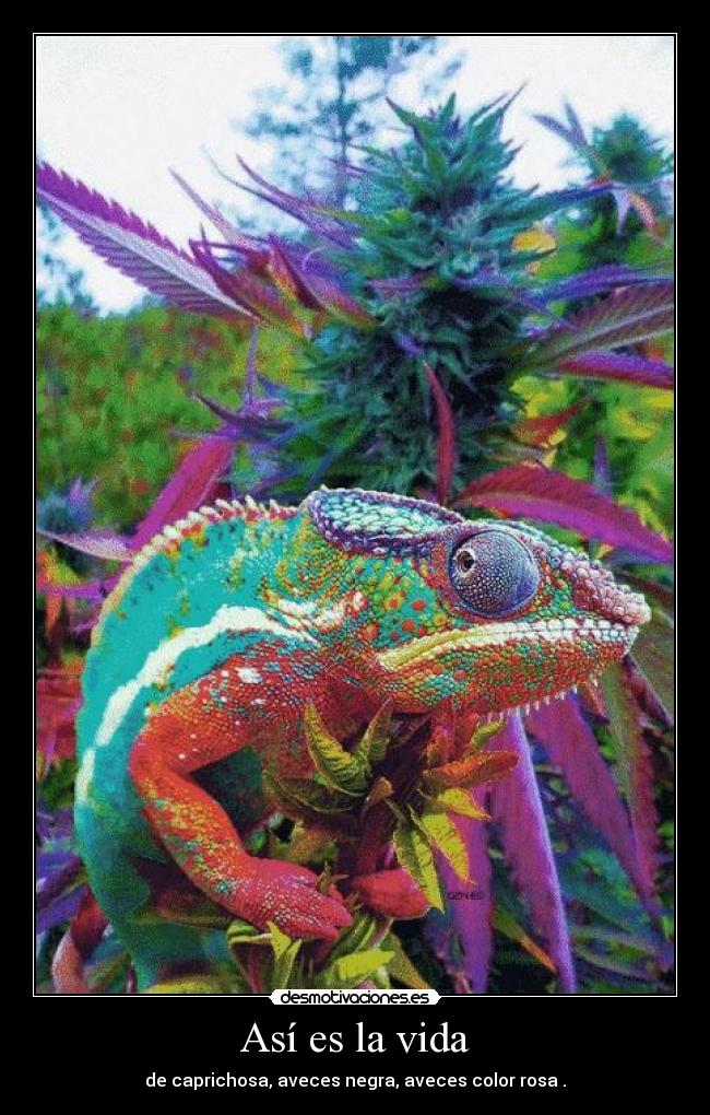 Así es la vida - de caprichosa, aveces negra, aveces color rosa .